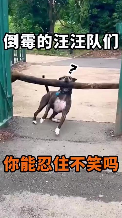 囧人之越挠越痒