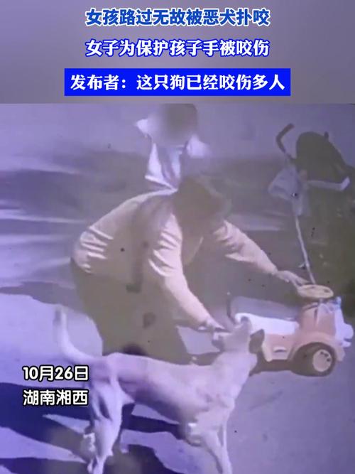 女童被狗扑咬受伤,女儿被小狗咬了没出血怎么办
